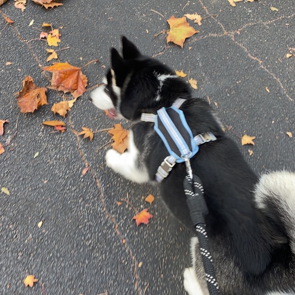 Meet your Posher, Felipe - Picture 1 of 1